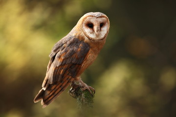 Tyto alba. Autumn nature. Wild nature of Czech. Owl in autumn nature. Beautiful Autumn in Czech. Wild nature. Barn Owl, photographed in the Czech Republic. A medium-sized species of owls. Found in Eur