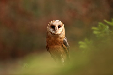 Tyto alba. Autumn nature. Wild nature of Czech. Owl in autumn nature. Beautiful Autumn in Czech. Wild nature. Barn Owl, photographed in the Czech Republic. A medium-sized species of owls. Found in Eur