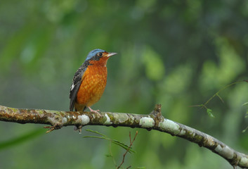 White-throated Rock Thrush