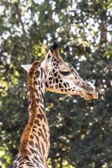 Giraffe peering at camera.