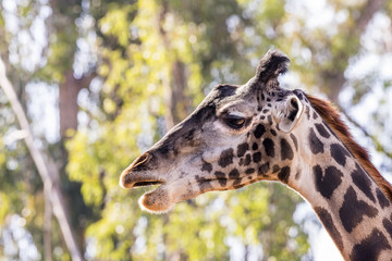 Giraffe peering at camera.