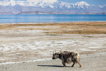 Nice view of Yak in Tajikistan