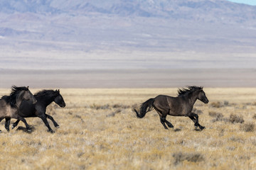 Fototapeta na wymiar Wild Horse Stallions Running in the Desert