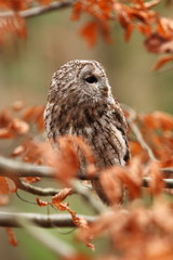 Strix aluco. Wild nature. Beautiful owl photo. Autumn nature of Czech. Beautiful colors in the photo. Bird on the photo. A rare bird.He lives in Europe, except for northern areas. 