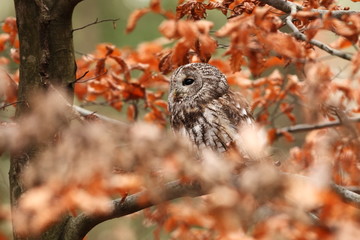 Strix aluco. Wild nature. Beautiful owl photo. Autumn nature of Czech. Beautiful colors in the photo. Bird on the photo. A rare bird.He lives in Europe, except for northern areas. 