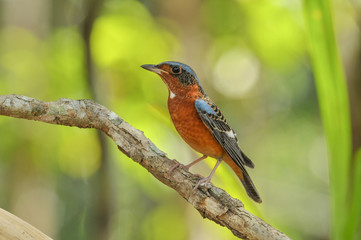 White-throated Rock Thrush