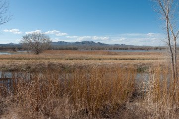 Bosque Del Apache View