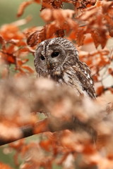 Strix aluco. Wild nature. Beautiful owl photo. Autumn nature of Czech. Beautiful colors in the photo. Bird on the photo. A rare bird.He lives in Europe, except for northern areas. 