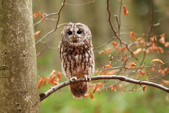 Strix aluco. Wild nature. Beautiful owl photo. Autumn nature of Czech. Beautiful colors in the photo. Bird on the photo. A rare bird.He lives in Europe, except for northern areas. 