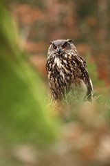 Bubo bubo. Owl in a natural environment. Wild nature of Czech. Autumn colors in the photo. Owl Photos.Owl. Photo was taken in the Czech Republic. 