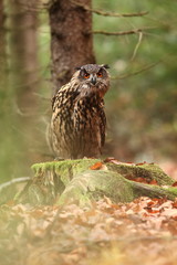 Bubo bubo. Owl in a natural environment. Wild nature of Czech. Autumn colors in the photo. Owl Photos.Owl. Photo was taken in the Czech Republic. 