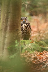 Bubo bubo. Owl in a natural environment. Wild nature of Czech. Autumn colors in the photo. Owl Photos.Owl. Photo was taken in the Czech Republic. 
