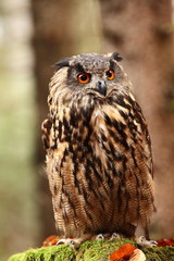 Bubo bubo. Owl in a natural environment. Wild nature of Czech. Autumn colors in the photo. Owl Photos.Owl. Photo was taken in the Czech Republic. 