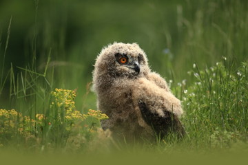 Bubo bubo. Owl in a natural environment. Wild nature of Czech. Autumn colors in the photo. Owl Photos.Owl. Photo was taken in the Czech Republic. 