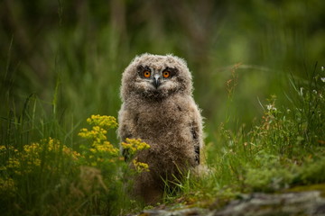 Bubo bubo. Owl in a natural environment. Wild nature of Czech. Autumn colors in the photo. Owl Photos.Owl. Photo was taken in the Czech Republic. 