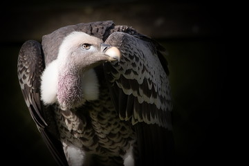 Sperbergeier stehend