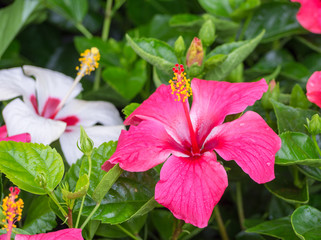 bright hibiscus flower.