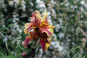 Flowering hybrid iris 