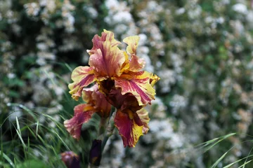 Photo sur Plexiglas Iris Flowering hybrid iris "CRIMSON TIGER" in the spring garden.  