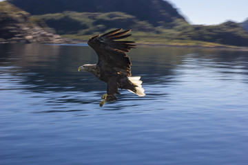 Seeadler im Flug
