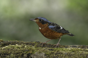 White-throated Rock Thrush