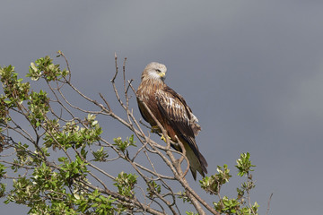 Red kite (Milvus milvus)