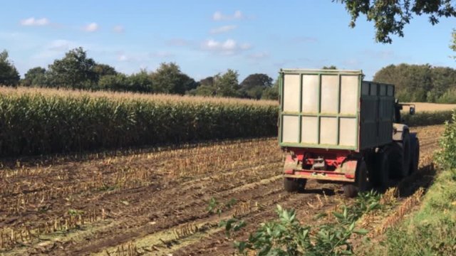 Maisernte, Maish&auml;cksler in Aktion, Erntewagen mit Traktor