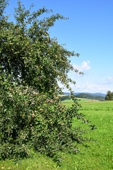 Alter Apfelbaum in Thierling, Oberpfalz