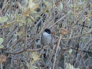 Sardinian warbler