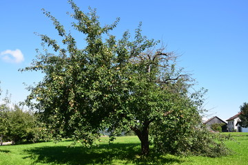 Alter Apfelbaum in Thierling, Oberpfalz