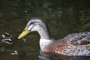 Ente