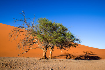 Dead tree in Sossusvlei near Sesriem in famous Namib Desert in Namibia, Africa. Beautiful red sand dunes, amongst the highest in the world, in the background.