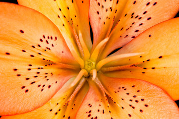 Asiatic Lily