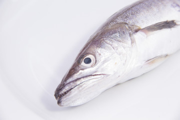 Fish close up
