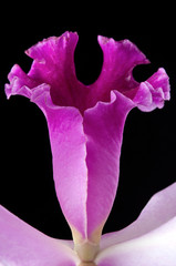 Cattleya Orchid