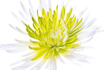Spider Mum