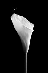 Calla Lily