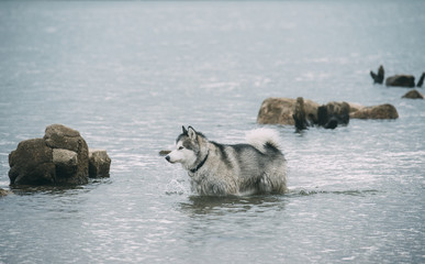 Alaska malamute dog in lake