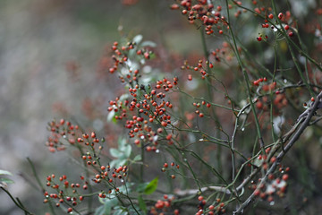 Fruit rose in a misty morning in the autumn garden.