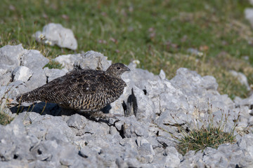 Weibliches Alpenschneehuhn (Lagopus muta)