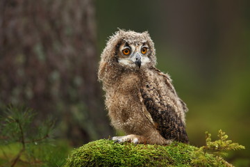 Bubo bengalensis. Autumn nature. Beautiful owl photo.