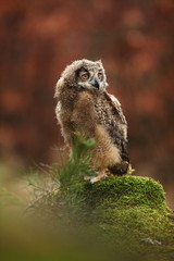 Bubo bengalensis. Autumn nature. Beautiful owl photo.