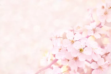Poster Fleurs Spring blossom/springtime cherry bloom, toned, bokeh flower background, pastel and soft floral card, toned