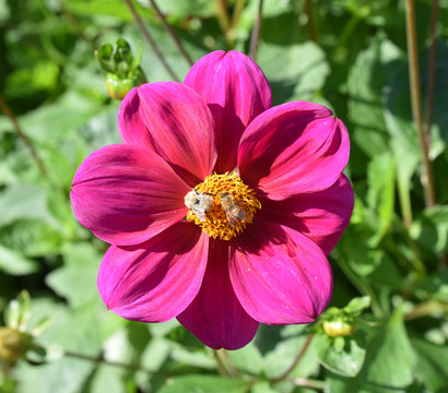 Dahlia rose en été au jardin