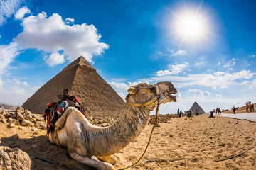 Camel in the Egyptian desert with the pyramids of Giza in the background © Günter Albers