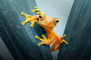 Fototapeta premium dumpy tree frog