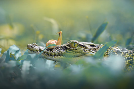 crocodile with snail