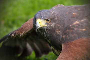 Bussard