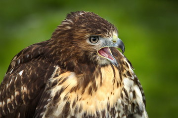 Bussard