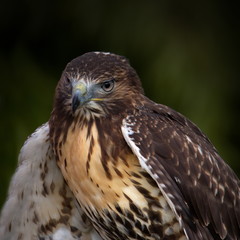 Bussard